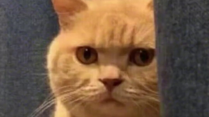 Từ màng xà phòng chưa kịp xé đến nuôi đá: Những lựa chọn thú cưng độc đáo của cư dân mạng