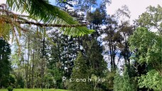 Kebun Raya Cibodas