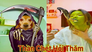 Thú Cưng TV | Gâu Đần và Bà Mẹ #32 | Chó Golden Gâu Đần thông minh vui nhộn | Pets cute smart dog