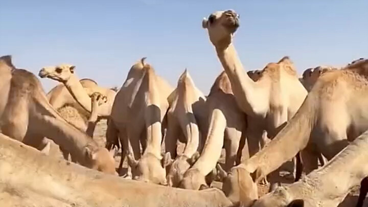 Camels in the Desert