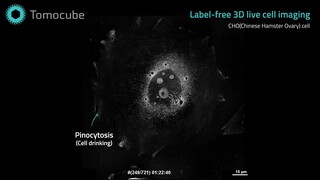 Nuclear rotation and endocytosis in CHO cell - Label free 3D Live Cell Imaging