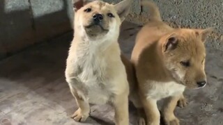 真正的狗王不是靠武力而是气势，和一脸的从容淡定