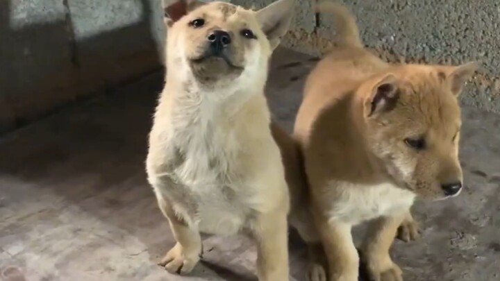 ملك الكلاب الحقيقي لا يعتمد على القوة بل على الهيبة والهدوء والثبات في المظهر.