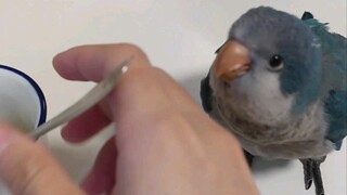 The milk dance is so cute!