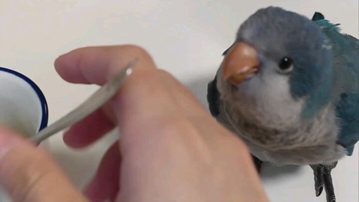 The milk dance is so cute!