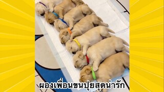 สัตว์เลี้ยงเพื่อนขนปุย : ผองเพื่อนขนปุยสุดน่ารัก