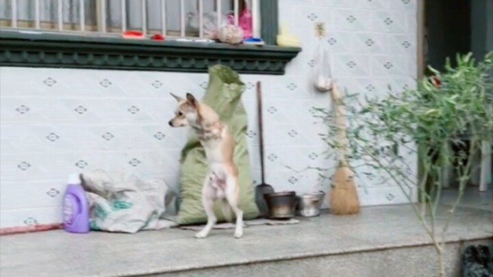 Chú chó mạnh mẽ