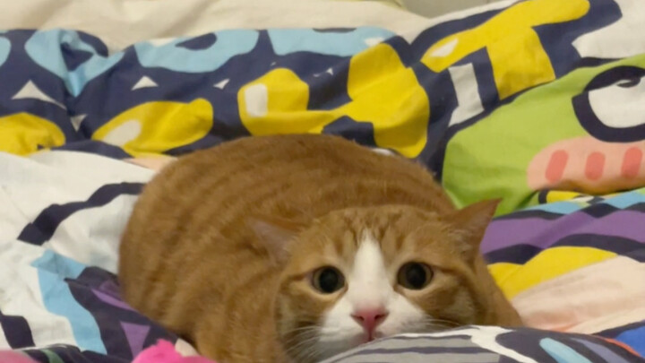 Siapa yang ngerti? Kucing oranye enggak mau besar! Lucu banget!!!