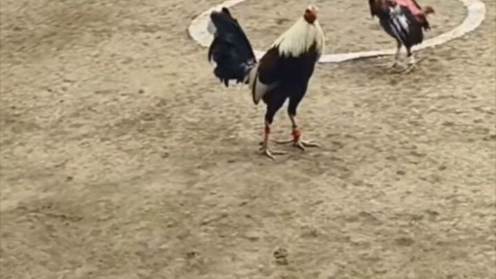 cook to go vs litchon manok