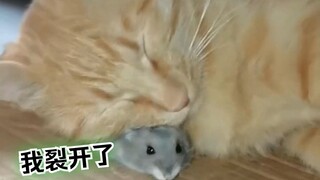 "Rat, good news is coming to me"