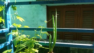Bitter Gourd Is ln love With My Onion Plant 😂😂