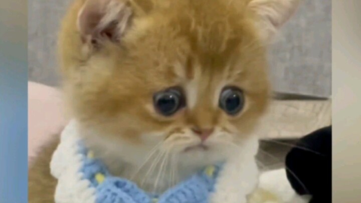 This cat… has had me laughing for two days and two nights!