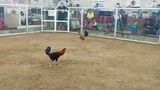 2 cock super ulutan Alaminos.              ENTRY..1st fight. champion 🏆