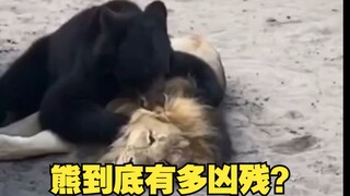 Seberapa ganas sebenarnya beruang itu?