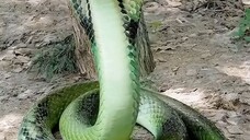 ถังถัง เด็กน้อยปลาคราฟเกิดใหม่ #พากย์AI