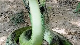 ถังถัง เด็กน้อยปลาคราฟเกิดใหม่ #พากย์AI