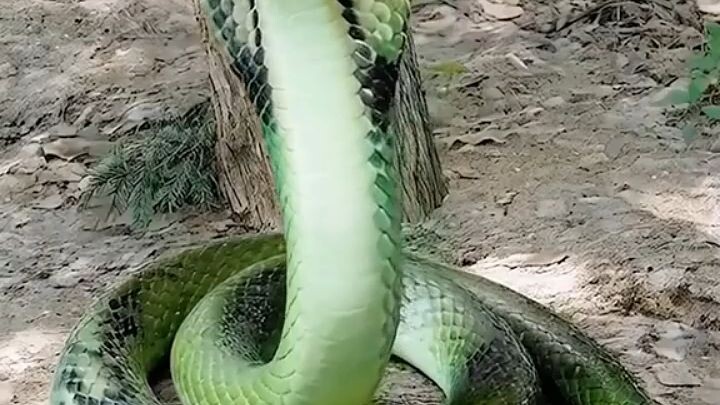 ถังถัง เด็กน้อยปลาคราฟเกิดใหม่ #พากย์AI