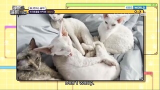Animals Are Incredible Pilot Ep. 2