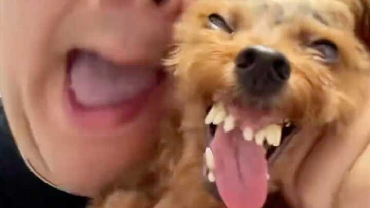 You’ve probably never seen a dog this well-behaved!