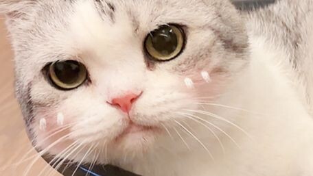 Siapa bilang pesona kucing didapat dengan mengorbankan kecerdasannya?