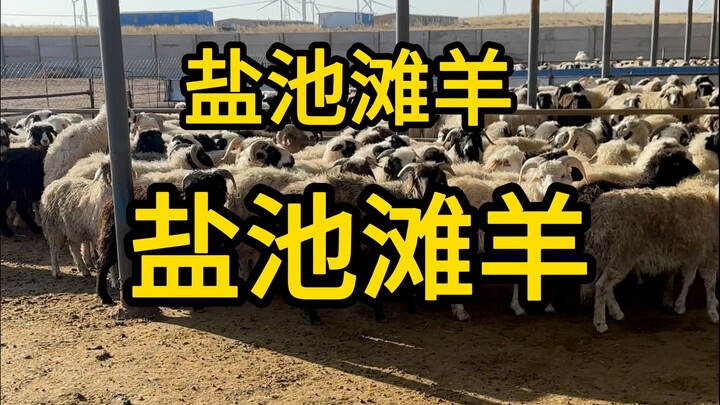 Keluarga penguasa memelihara domba Yan Chi Tan, domba Yan Chi Tan, domba Yan Chi Tan!
