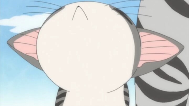 Sweet Henan Cat