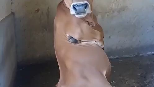 cow dancing video 😂😂