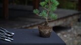 Making Pine Tree Bonsai