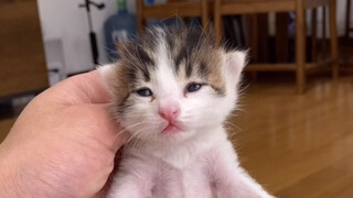 Little 300 happily gets the spay/neuter package!