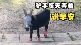 Keledai yang setiap hari menunggu tuannya keluar untuk mengucapkan selamat pagi