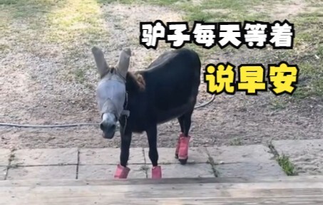 ลาที่รอเจ้าของออกไปทุกวันเพื่อบอกสวัสดีตอนเช้า