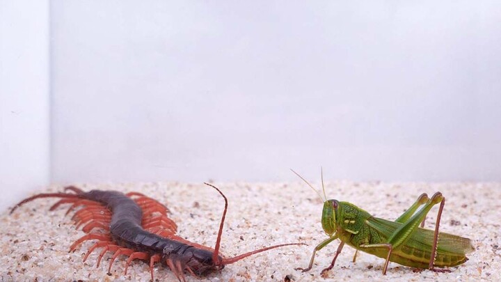 巨人蜈蚣 vs 巨型棉蝗，棉蝗的天敌终于出现？