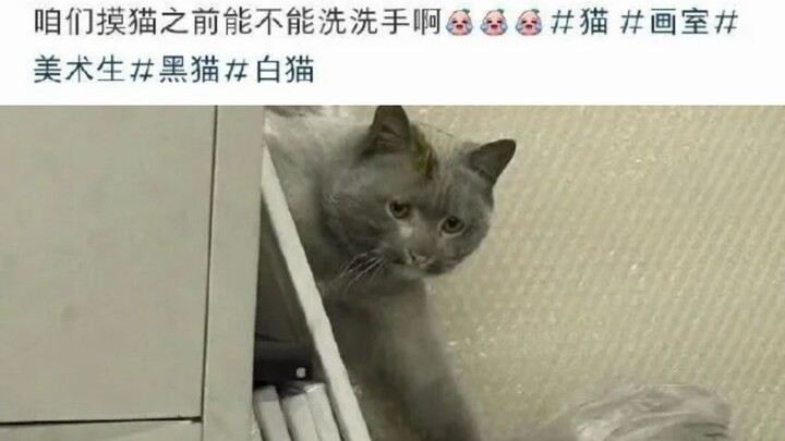 “Cats let people pet them—cats are so good!!!”