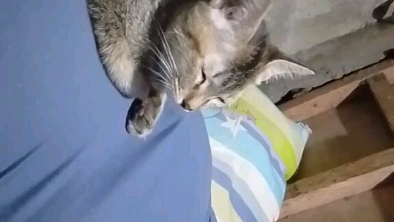 Happy 3 month old Jupiter