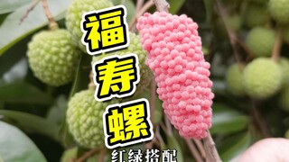 福寿螺祸害芋头，狗子骂咧咧，小鸟反对乱丢垃圾，全程解压