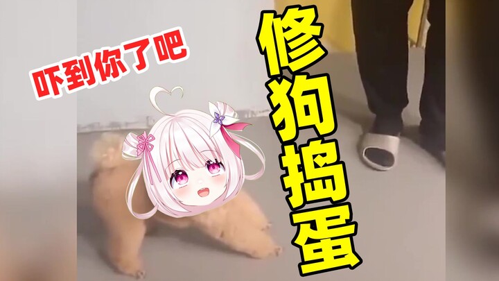 عندما يختبئ كلب التدريب خلف الزاوية ليخيف صاحبه!