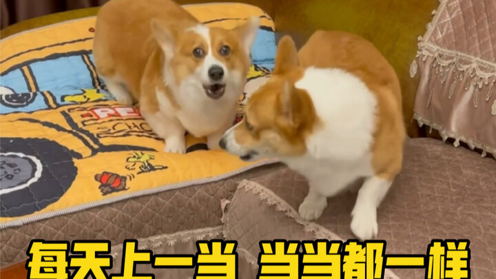 Xiao Bei: Sungguh “tiga kali berturut-turut” turun tangga! Kamu benar-benar anjing!!