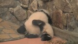 What is like when two panda babies fight with each other?
