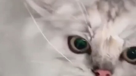 Kupikir sudah membeku