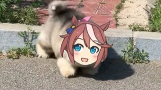 Emperor's Dance