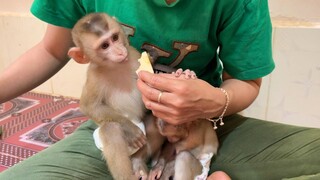 Baby Lion Eat Much Apple Than Liheang