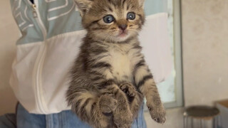 Pastoral Tabby Cat Charm