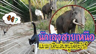 พลายปู่ขือหัวร้อน