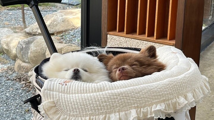 Happy Puppy Gou is on a trip... Please don't disturb.