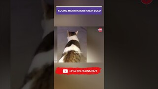 Kucing Semakin Marah Kok Semakin Lucu Ya? #kucing #kucinglucu #videokucing #shorts