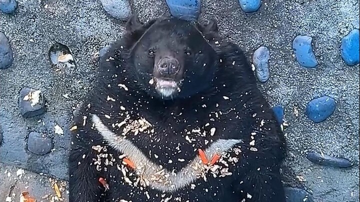 อาหารลดน้ำหนักที่สวนสัตว์พานจือฮวา ควรกินก่อนหรือหลังอาหารดีนะ?