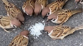 Burung pipit kecil Jepang menyelesaikan pertempuran dalam 40 tahun～