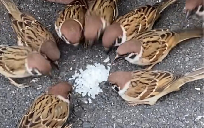 Burung pipit kecil Jepang menyelesaikan pertempuran dalam 40 tahun～