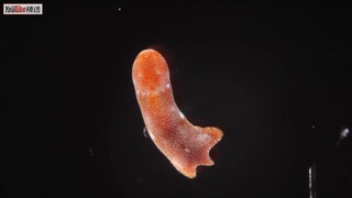 The closest thing to immortality on Earth: the acoel flatworm