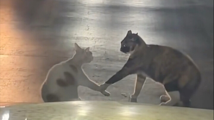 Kami adalah satu sama lain, Mimi yang istimewa